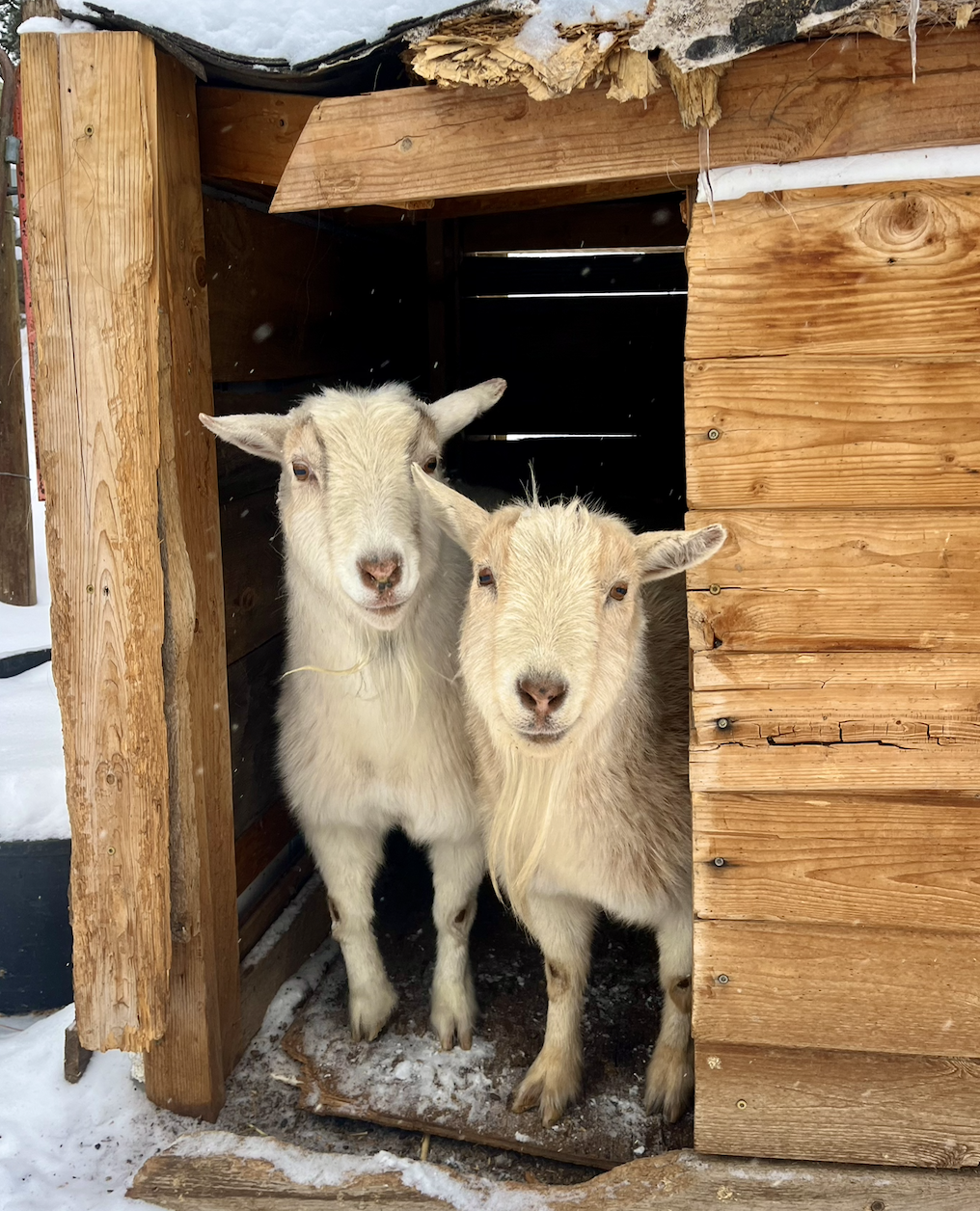 two goats, larry and curly
